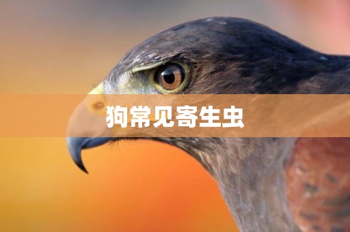 狗常見寄生蟲