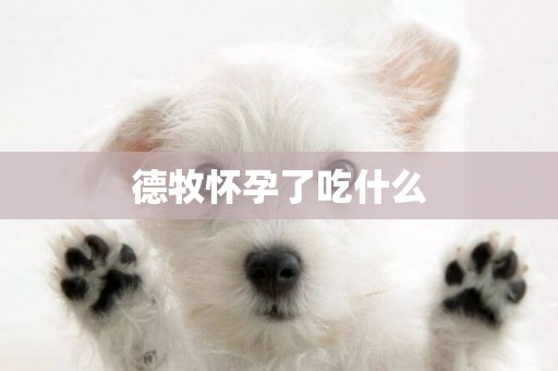 德牧懷孕了吃什么