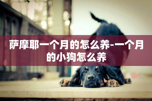 薩摩耶一個月的怎么養-一個月的小狗怎么養
