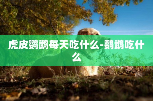 虎皮鸚鵡每天吃什么-鸚鵡吃什么