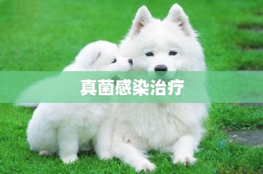 真菌感染治療