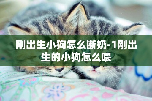 剛出生小狗怎么斷奶-1剛出生的小狗怎么喂