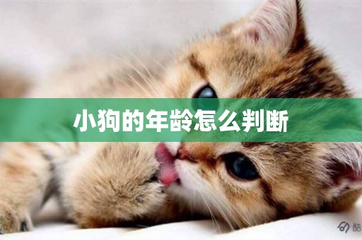 小狗的年齡怎么判斷