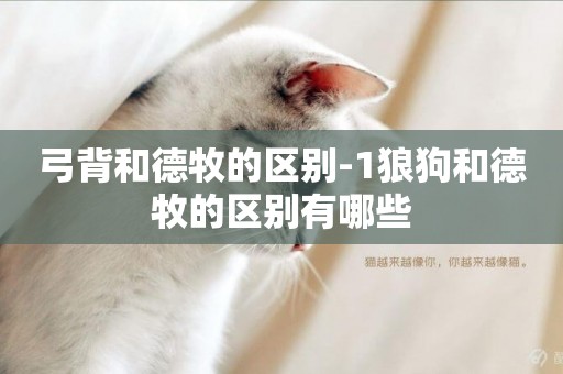 弓背和德牧的區別-1狼狗和德牧的區別有哪些