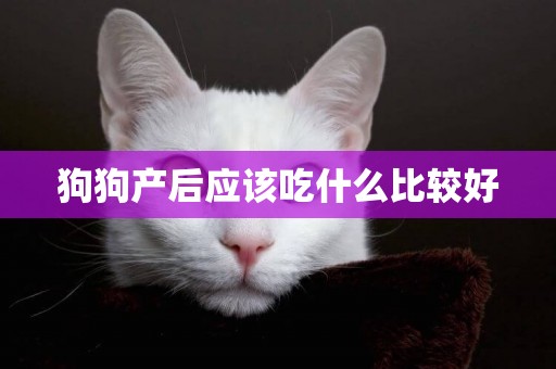 狗狗產后應該吃什么比較好