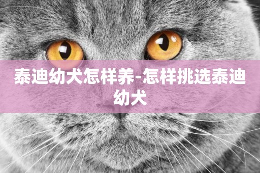 泰迪幼犬怎樣養-怎樣挑選泰迪幼犬
