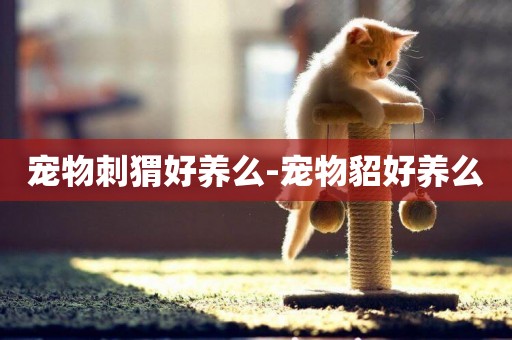 寵物刺猬好養么-寵物貂好養么