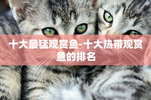 十大最猛觀賞魚-十大熱帶觀賞魚的排名