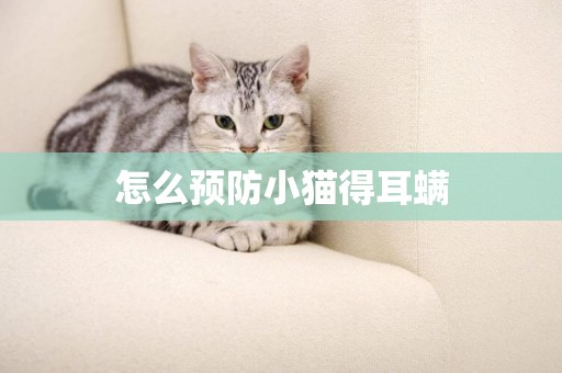 怎么預防小貓得耳螨