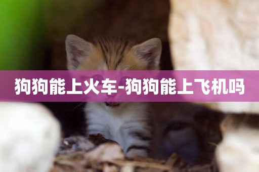 狗狗能上火車-狗狗能上飛機嗎