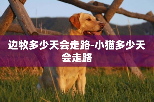邊牧多少天會走路-小貓多少天會走路
