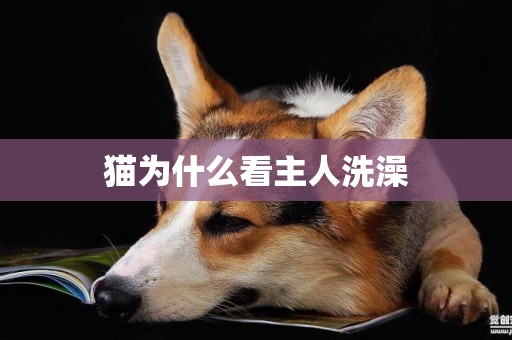 貓為什么看主人洗澡