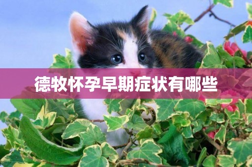 德牧懷孕早期癥狀有哪些