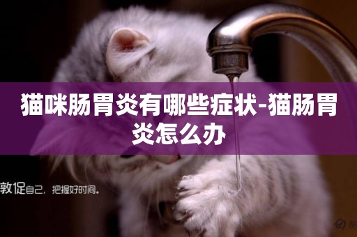 貓咪腸胃炎有哪些癥狀-貓腸胃炎怎么辦