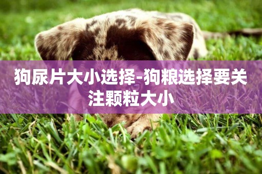 狗尿片大小選擇-狗糧選擇要關注顆粒大小
