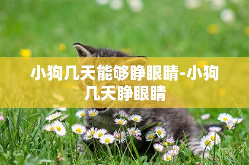 小狗幾天能夠睜眼睛-小狗幾天睜眼睛