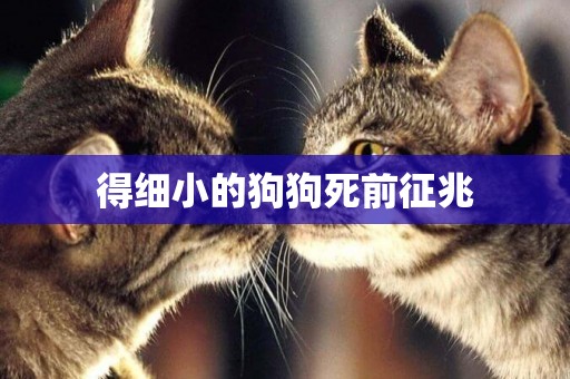 得細小的狗狗死前征兆