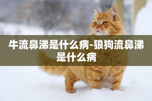 牛流鼻涕是什么病-狼狗流鼻涕是什么病