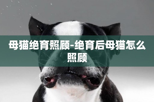 母貓絕育照顧-絕育后母貓怎么照顧