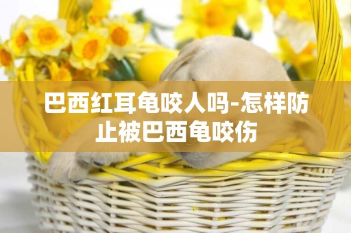 巴西紅耳龜咬人嗎-怎樣防止被巴西龜咬傷