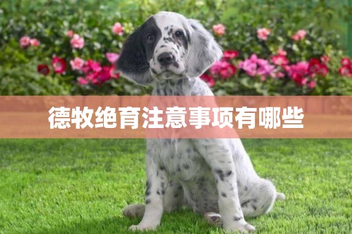 德牧絕育注意事項有哪些