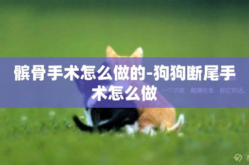 髕骨手術怎么做的-狗狗斷尾手術怎么做