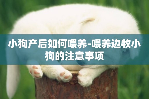 小狗產后如何喂養-喂養邊牧小狗的注意事項