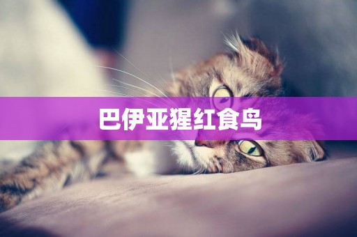 巴伊亞猩紅食鳥