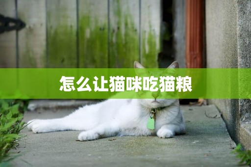 怎么讓貓咪吃貓糧