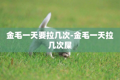 金毛一天要拉幾次-金毛一天拉幾次屎