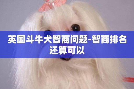 英國斗牛犬智商問題-智商排名還算可以