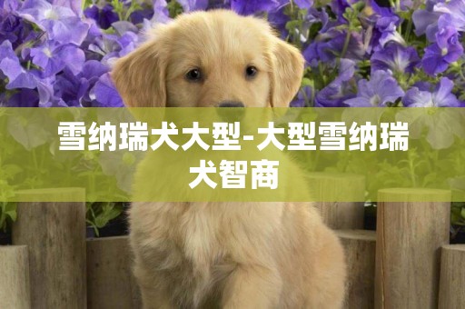 雪納瑞犬大型-大型雪納瑞犬智商