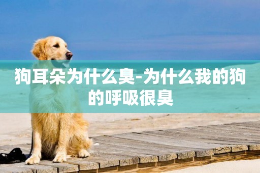 狗耳朵為什么臭-為什么我的狗的呼吸很臭
