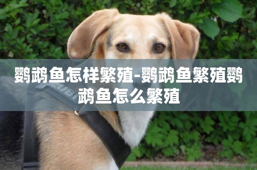 鸚鵡魚怎樣繁殖-鸚鵡魚繁殖鸚鵡魚怎么繁殖
