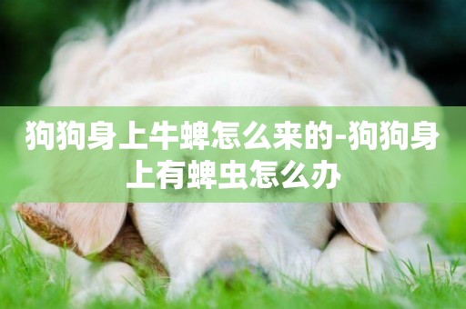 狗狗身上牛蜱怎么來的-狗狗身上有蜱蟲怎么辦