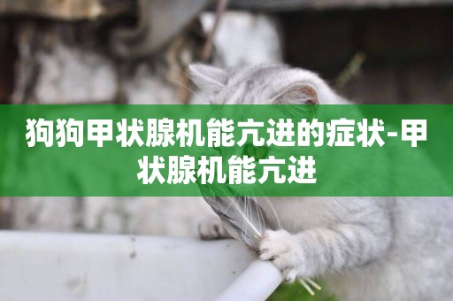 狗狗甲狀腺機能亢進的癥狀-甲狀腺機能亢進