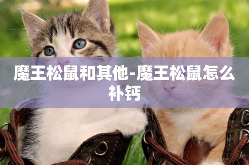魔王松鼠和其他-魔王松鼠怎么補鈣
