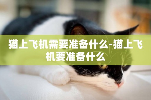 貓上飛機需要準備什么-貓上飛機要準備什么