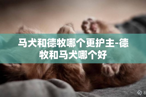馬犬和德牧哪個更護主-德牧和馬犬哪個好