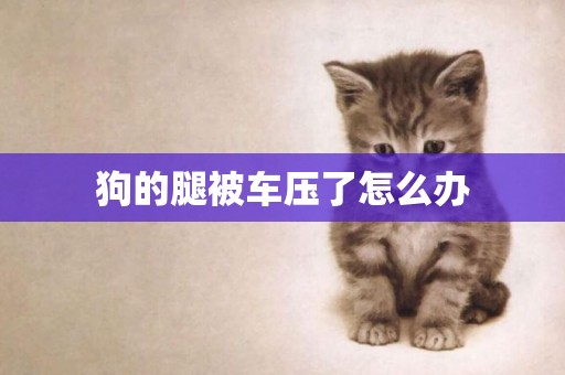 狗的腿被車壓了怎么辦