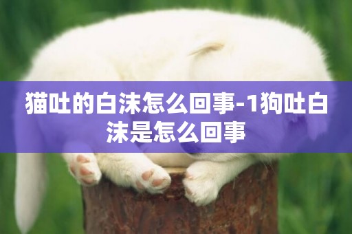 貓吐的白沫怎么回事-1狗吐白沫是怎么回事