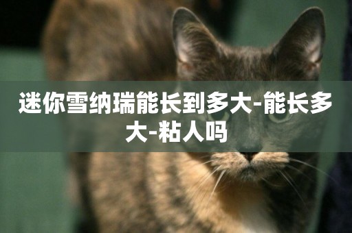 迷你雪納瑞能長到多大-能長多大-粘人嗎