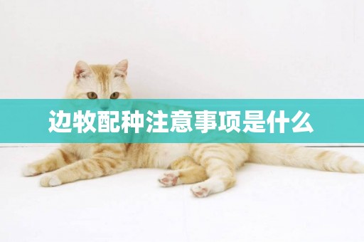 邊牧配種注意事項是什么