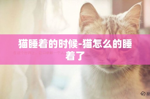 貓睡著的時候-貓怎么的睡著了