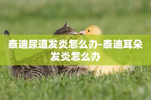 泰迪尿道發炎怎么辦-泰迪耳朵發炎怎么辦
