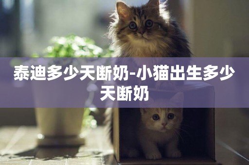 泰迪多少天斷奶-小貓出生多少天斷奶