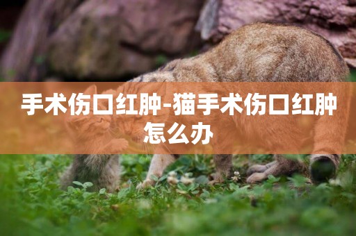 手術傷口紅腫-貓手術傷口紅腫怎么辦