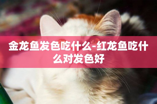 金龍魚發色吃什么-紅龍魚吃什么對發色好
