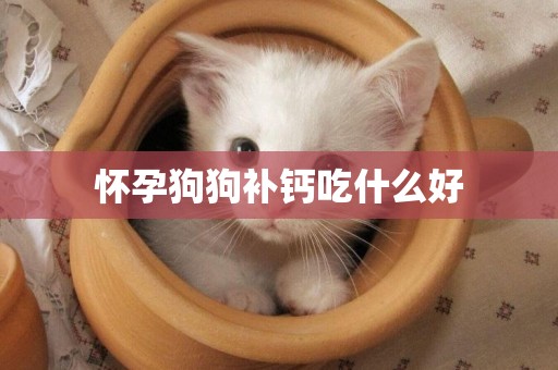 懷孕狗狗補鈣吃什么好