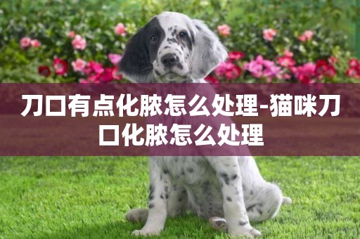 刀口有點化膿怎么處理-貓咪刀口化膿怎么處理